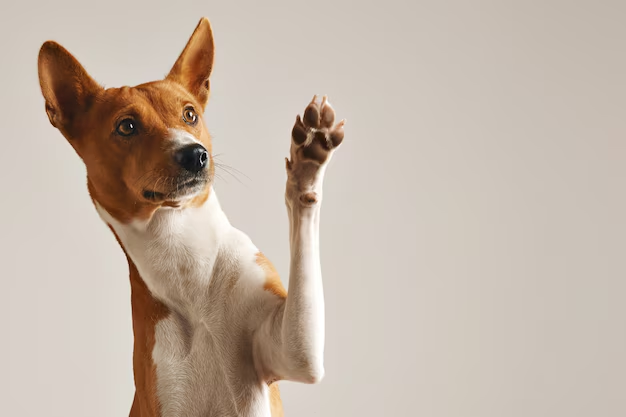 Best 5 In-Home Dog Grooming NYC Services for Busy Pet Owners in 2026